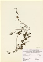 藏品(小葉括根)的圖片